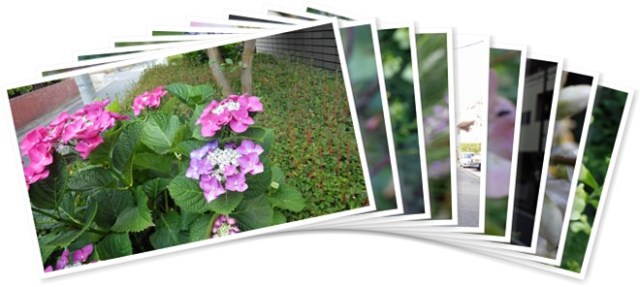 アルバムを表示します