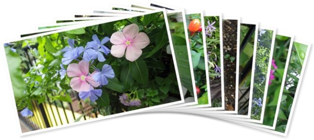 アルバムを表示します