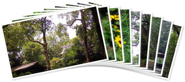 アルバムを表示します