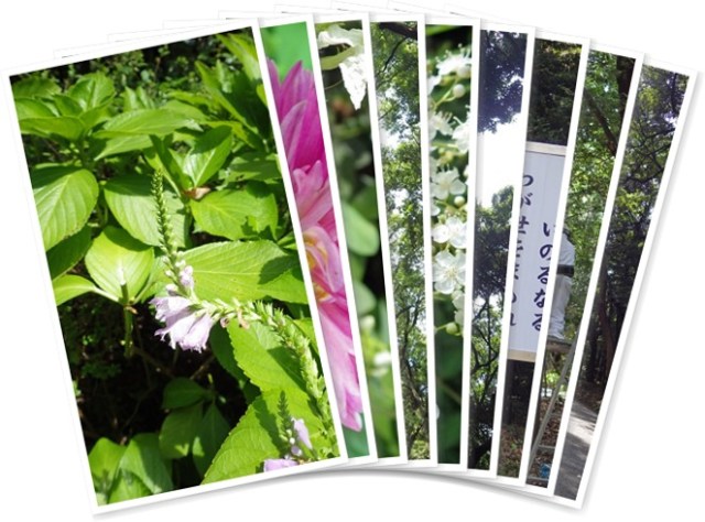 アルバムを表示します