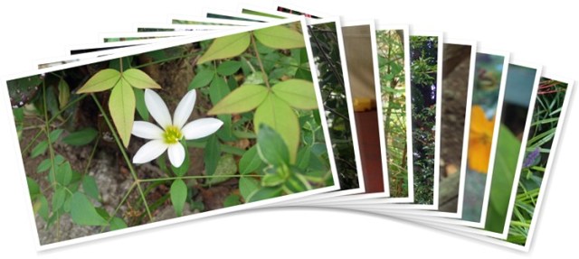 アルバムを表示します