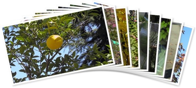 アルバムを表示します