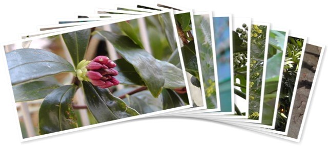 アルバムを表示します