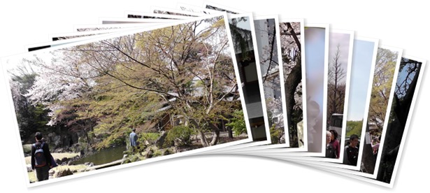 アルバムを表示します