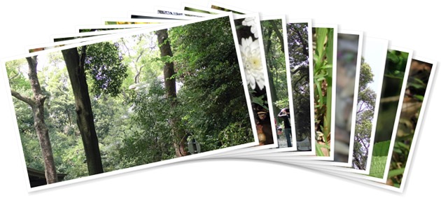 アルバムを表示します