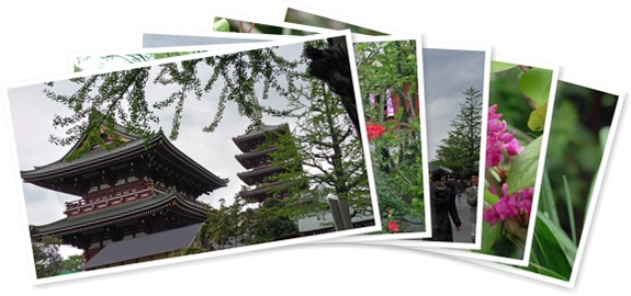 アルバムを表示します