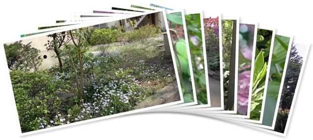 アルバムを表示します