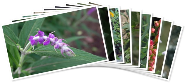 アルバムを表示します