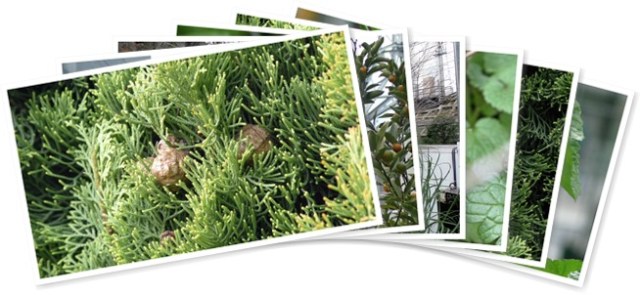 アルバムを表示します