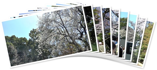 アルバムを表示します