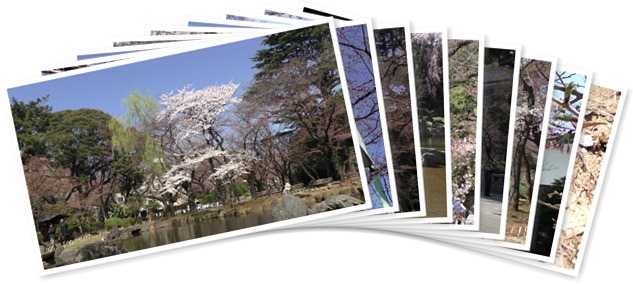 アルバムを表示します