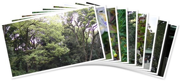 アルバムを表示します