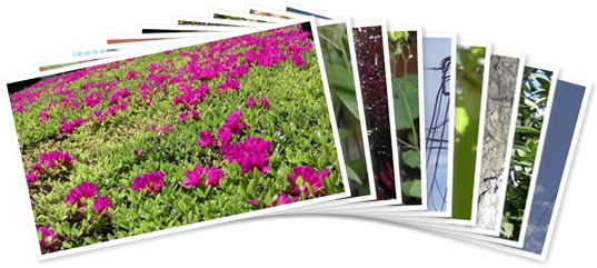 アルバムを表示します