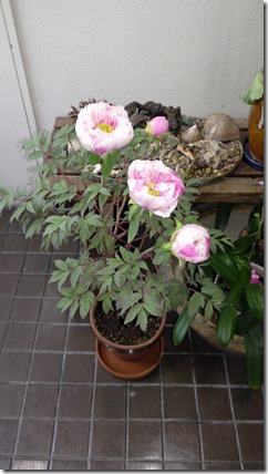 M1310034 - コピー