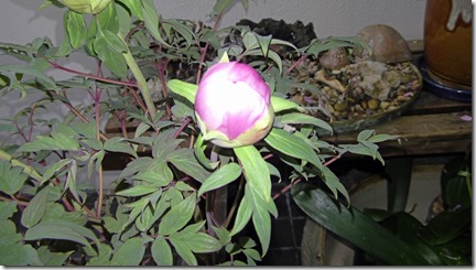 M1310035 - コピー