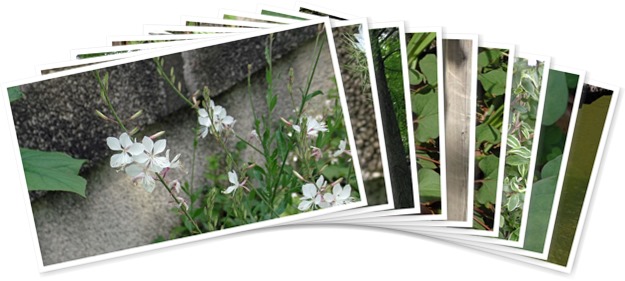 アルバムを表示します