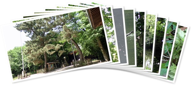 アルバムを表示します