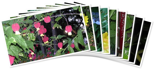 アルバムを表示します