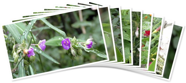 アルバムを表示します