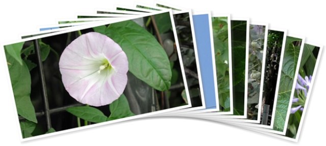 アルバムを表示します