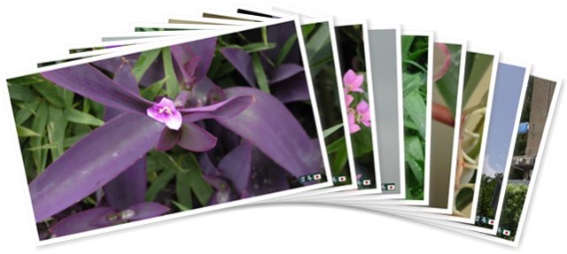 アルバムを表示します