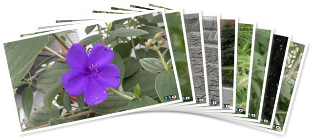 アルバムを表示します