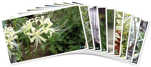 アルバムを表示します