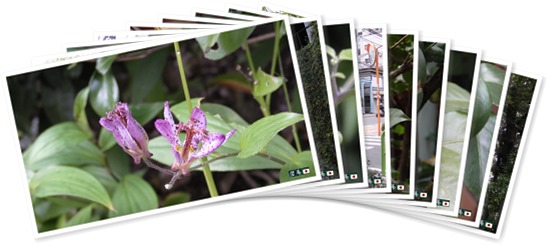 アルバムを表示します