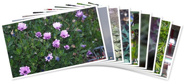 アルバムを表示します