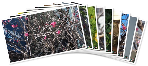 アルバムを表示します