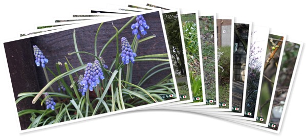 アルバムを表示します