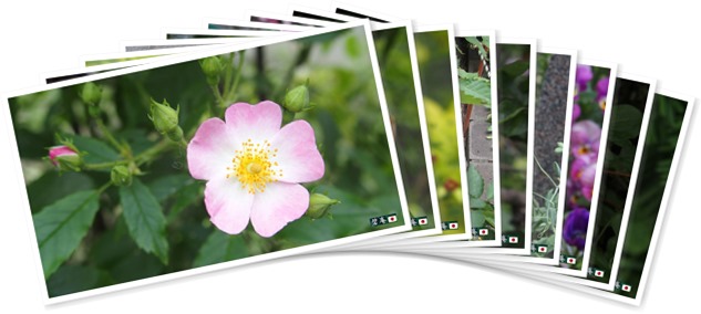 アルバムを表示します