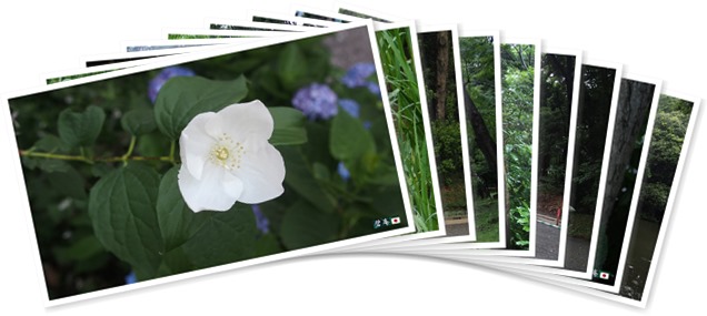 アルバムを表示します