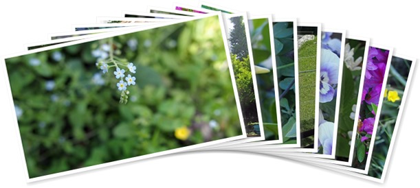 アルバムを表示します