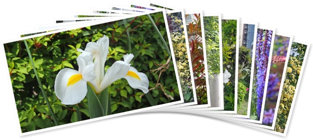 アルバムを表示します