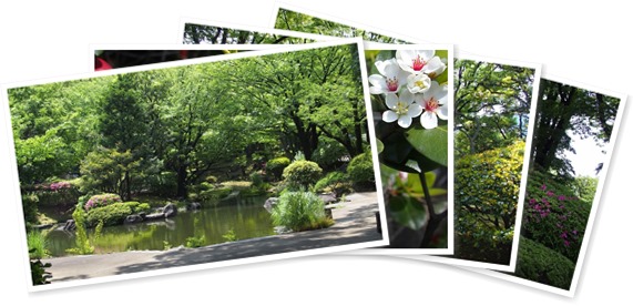 アルバムを表示します