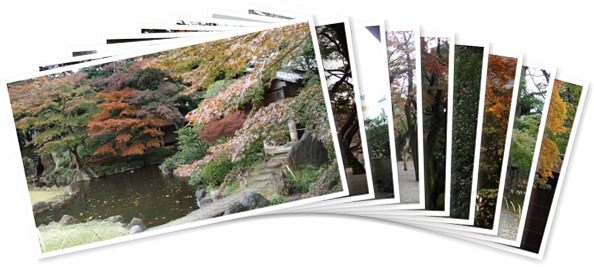 アルバムを表示します