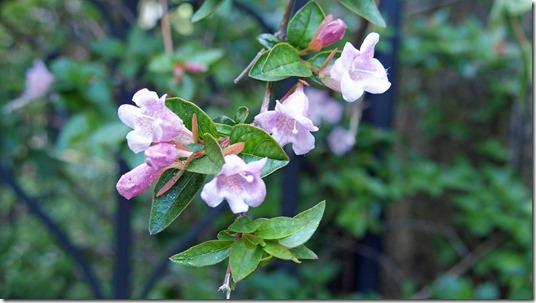 P4290014のコピー